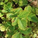 Geum japonicum Leaf