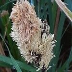 Carex acutiformis Blomma