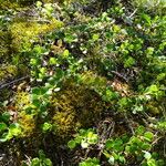 Arctostaphylos uva-ursi Habit