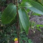 Muehlenbeckia hastulata Hoja