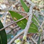 Osmanthus decorus Bark