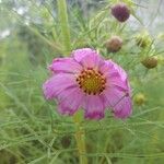 Cosmos bipinnatusFlower