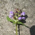 Prunella vulgarisFlower