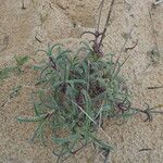 Silene nicaeensis Habitatea