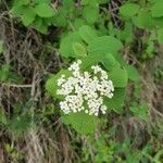 Viburnum lantanaVirág