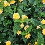 Lantana camaraBlomst