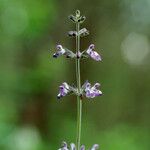 Salvia urticifolia
