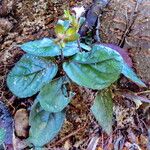 Strobilanthes reptans পাতা