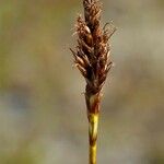 Carex bipartita Hedelmä