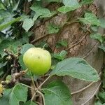 Malus sylvestris Folha