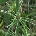 Equisetum myriochaetum Lubje