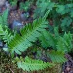 Polypodium vulgare Blad