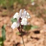 Linaria amethystea Flower