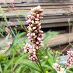 Persicaria maculosa फूल