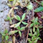 Crassula pubescens Лист