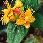 Hypericum × inodorum Blüte