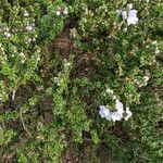 Prostanthera cuneata Yeri