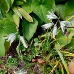 Ornithogalum nutans Habit