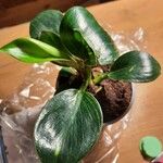 Peperomia maculosa Habitus