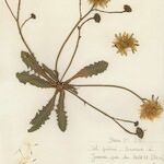 Hypochaeris radicata Sonstige