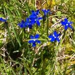 Gentiana nivalis Flower