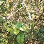 Davilla nitida Yaprak
