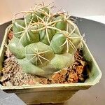 Coryphantha elephantidens Ліст