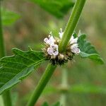 Lycopus europaeus Leaf