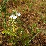 Nigella arvensis Lorea