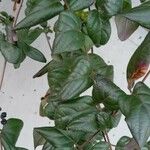 Lonicera japonica List