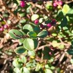 Myrsine africana Likasa