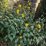 Helianthus × laetiflorus Habit