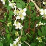 Philadelphus coronariusBlüte