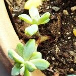 Pachyphytum bracteosum পাতা