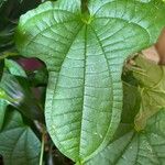 Dioscorea sansibarensis Hoja