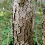 Rhododendron augustinii Bark