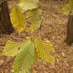 Carpinus betulusFulla