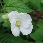 Rhodotypos scandens Λουλούδι