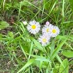 Erigeron philadelphicusÇiçek