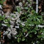 Ceanothus fresnensis