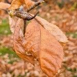 Carya tomentosa Leaf