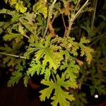 Pelargonium citronellum Blad