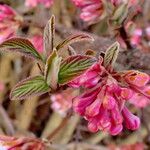 Viburnum farreri Flor