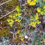 Euphorbia spinosa Virág