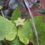 Matelea reticulata Fleur