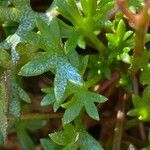 Saxifraga fragilis পাতা