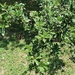 Quercus fusiformis Hoja
