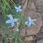 Conostomium longitubum Flower