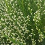 Baccharis genistelloides Floare