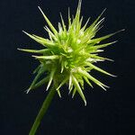 Echinaria capitata Fruit